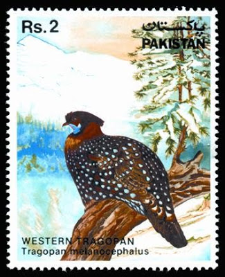 Wild Life Western Tragopan