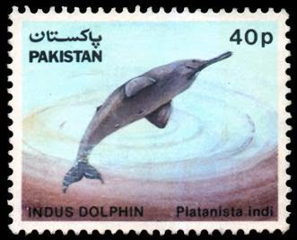 Wildlife Indus Dolphin