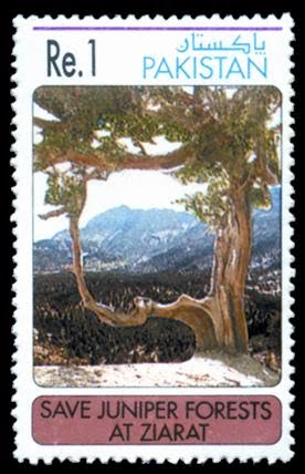 Juniper Forests at Ziarat