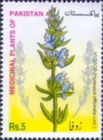 Medicinal Plants of Pakistan - Hyssop (Zoofa)