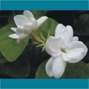 Jasmine (Flower of Pakistan)