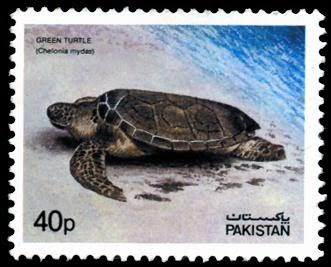 Wild Life Green Turtle