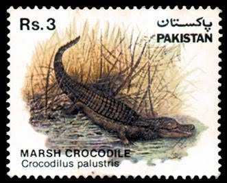 Wildlife The Marsh Crocodile