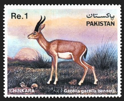 Wildlife Chinkara