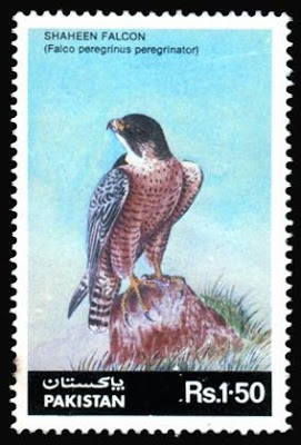 Wildlife Series Shaheen Falcon