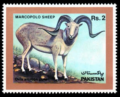 Wildlife Marcopolo Sheep