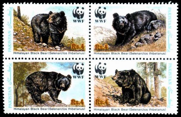 Wildlife Himalayan Black Bear