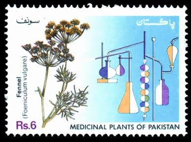 Medicinal Plants of Pakistan - Saunf