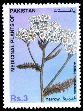 Medical Plants of Pakistan Series - Yarrow