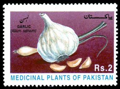 Medicinal Plants of Pakistan Series - Garlic