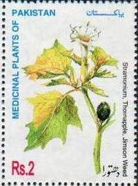 Medicinal Plants of Pakistan Series - Dhatura