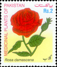 Medicinal Plants of Pakistan - Rose