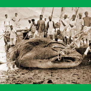 Biggest Whale Fish of World